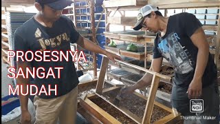 Proses Panen Ulat Jerman