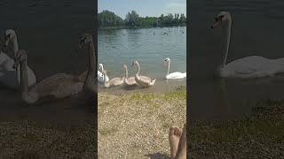 Labudovi Salinacko Jezero