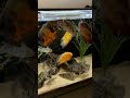 Feeding the south american cichlid tank 