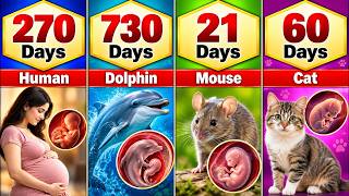 Animals vs Humans: Pregnancy & Gestation Period Compared | Shortest to Longest