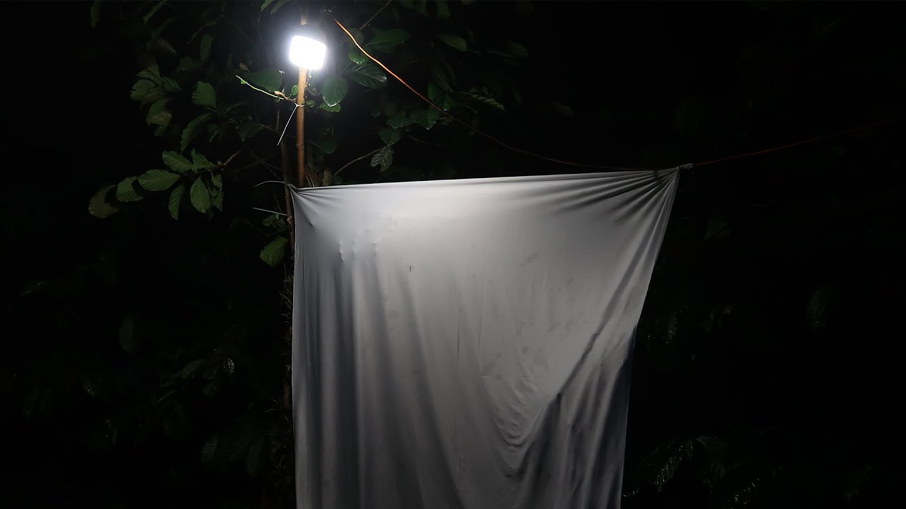 Thực địa 2022 tìm bọ cánh cứng