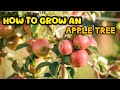 How To Grow An Apple Tree From Seed Easily at home | how to grow an apple plant