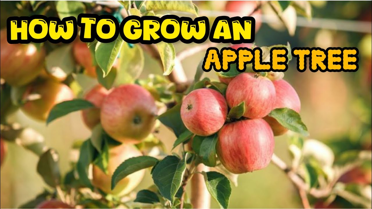 How To Grow An Apple Tree From Seed Easily at home | how to grow an ...