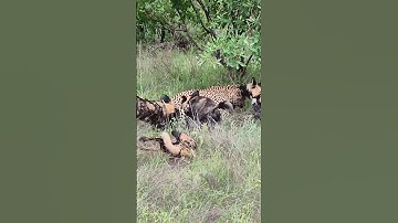 Leopard Paralyzes Wild Dog as the Pack Fights Back