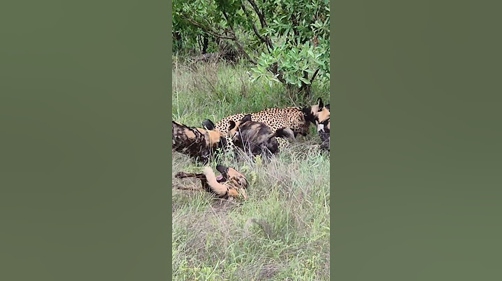 Leopard Paralyzes Wild Dog as the Pack Fights Back