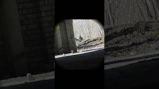 Shoots for shorts. Slow mo edition. #airsoftcqb #airsoft #airsoftgun #military #army #novritsch