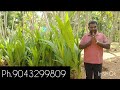 Naveena Vivasayi Nursery and Coconut farm