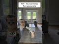 Why Asking Dad is Faster Than Asking Mom 😂 ? #cat #memes #catmemes #relatable #fyp