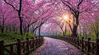 Beautiful Spring Relaxing Music 🌸 Soft Piano Melodies That Calm Tense Nerves and Ease Mental Fatigue screenshot 5