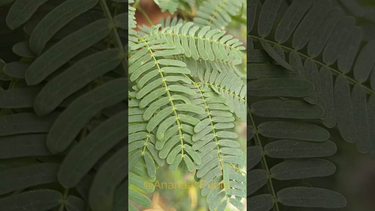 Keekar K Darakhat k Faiday! ‎@AnanaasPublix  