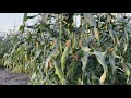 とうもろこし栽培・1番甘いとうもろこしを収穫するタイミングは朝どりがオススメ　22/7/2