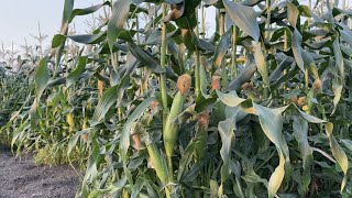 とうもろこし栽培・1番甘いとうもろこしを収穫するタイミングは朝どりがオススメ　22/7/2