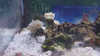 Frogspawn timelapse