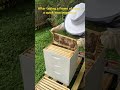 Extracting honey for the first time, part 6