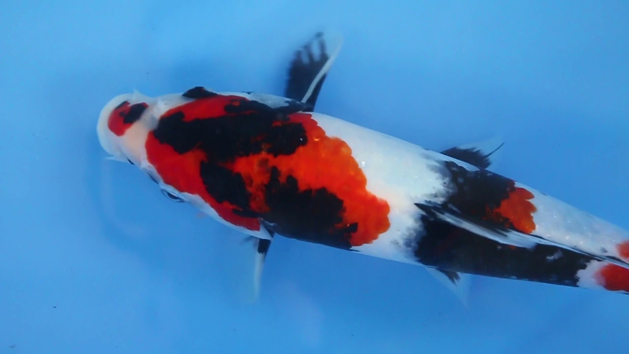 Showa 30cm Female Omosako Koi Farm Bloodline GTR