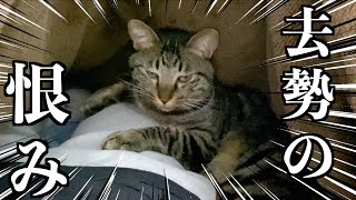 だれかこねこをたすけて A neutered cat with a strong grudge against its owner's