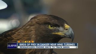 NREL test technology to prevent collisions between the birds and wind turbines screenshot 5