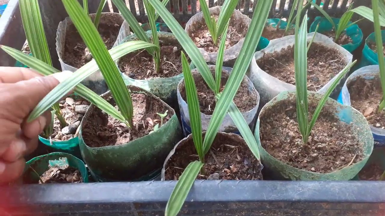 Como já está grande as muda de Tâmara e muito bonitas!