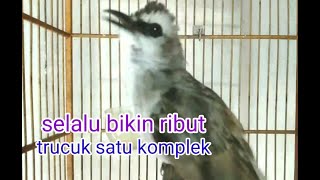 Download Lagu Pancingan Trucukan Gacor isian, Pancingan Trucuk muda pasti NYAUT GACOR