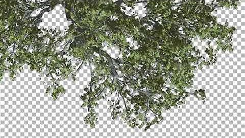 White Oak Branch of a Crown Top Down is Swaying | Motion Graphics - Envato elements