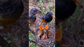 Both sides are equally important; I don't know who to prioritize.