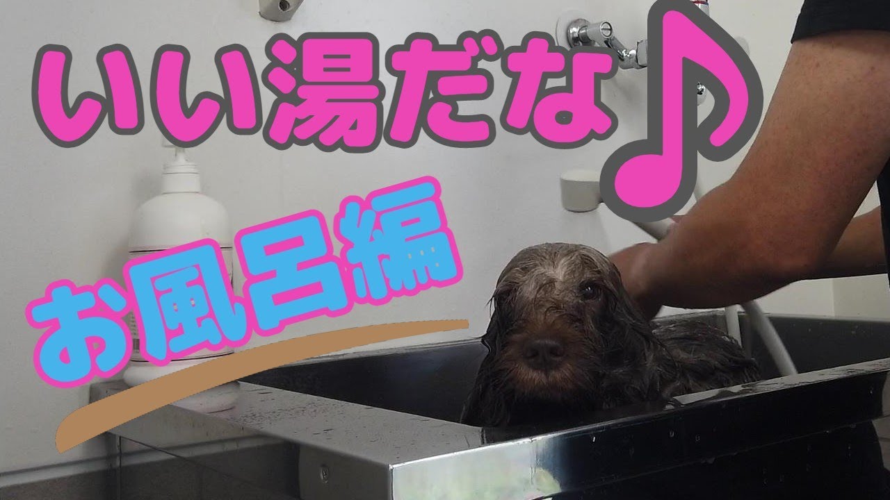 犬のセルフトリミング シャンプー編 オーストラリアンラブラドゥードル Youtube