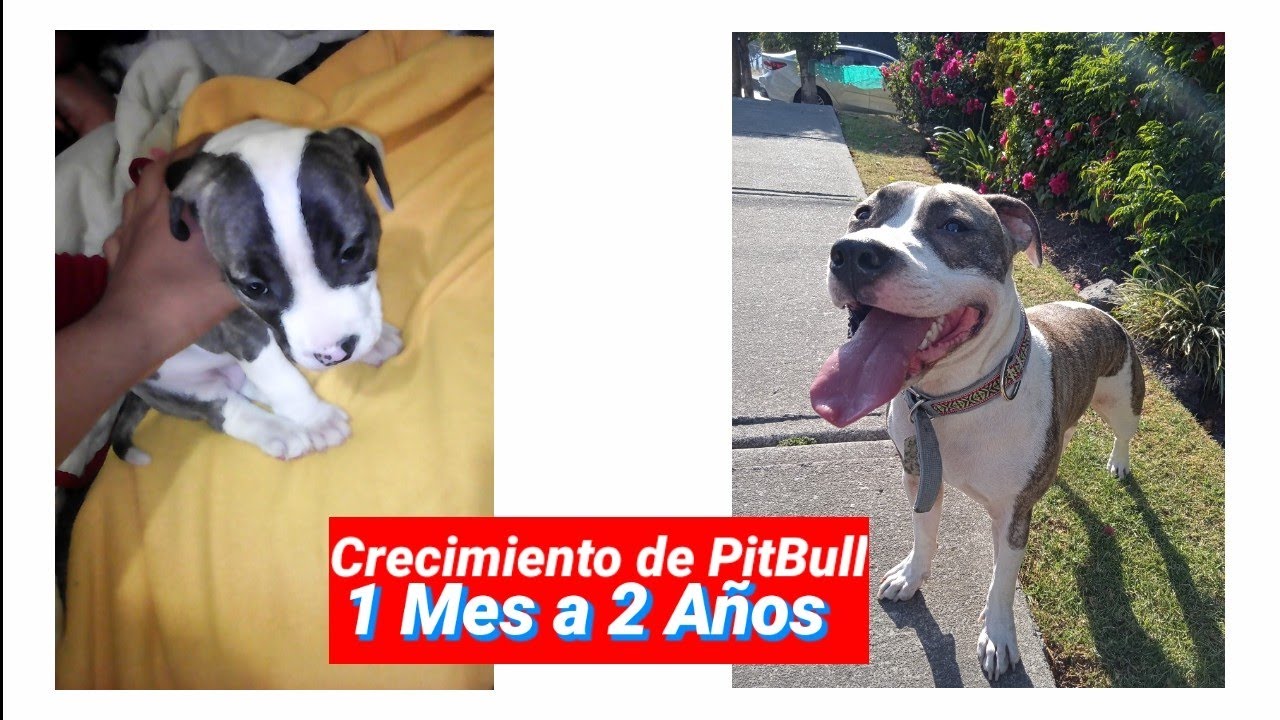 Cuantos Años Dura Un Perro Pitbull