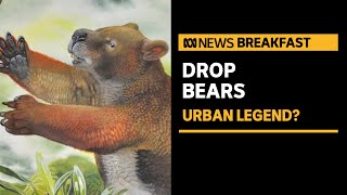 Drop bears: Urban legend, or is there truth behind the tales? | ABC News Wealth