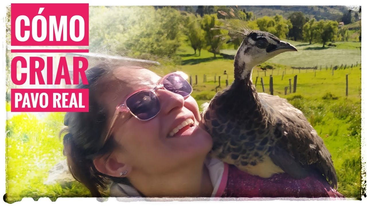 Como Criar Pavo Real En Casa, Mascota, Mi Experiencia YouTube