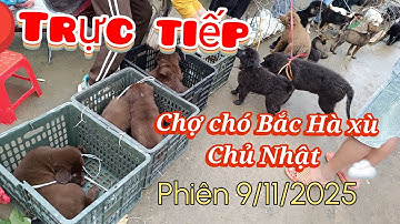 Bê Bê Núi Trực tiếp chợ chó Bắc Hà Chủ Nhật 9/11/2025