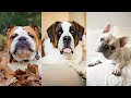 Lazy Dogs Breed:  Laziest Dog Breeds That Are low Energy Dog Breeds