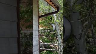 Windy Bird Feeder