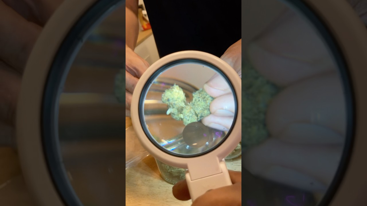 Weed 420 magnifying glass Shen Nung apple berry, Punch berry cookies & Mimosa Thailand 17/6/2025