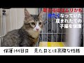 冷たくなっていた子猫の保護144日目