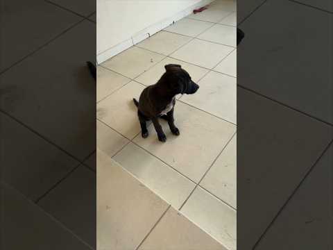 La historia del perro, parte 3: un cachorro empezó a seguirme