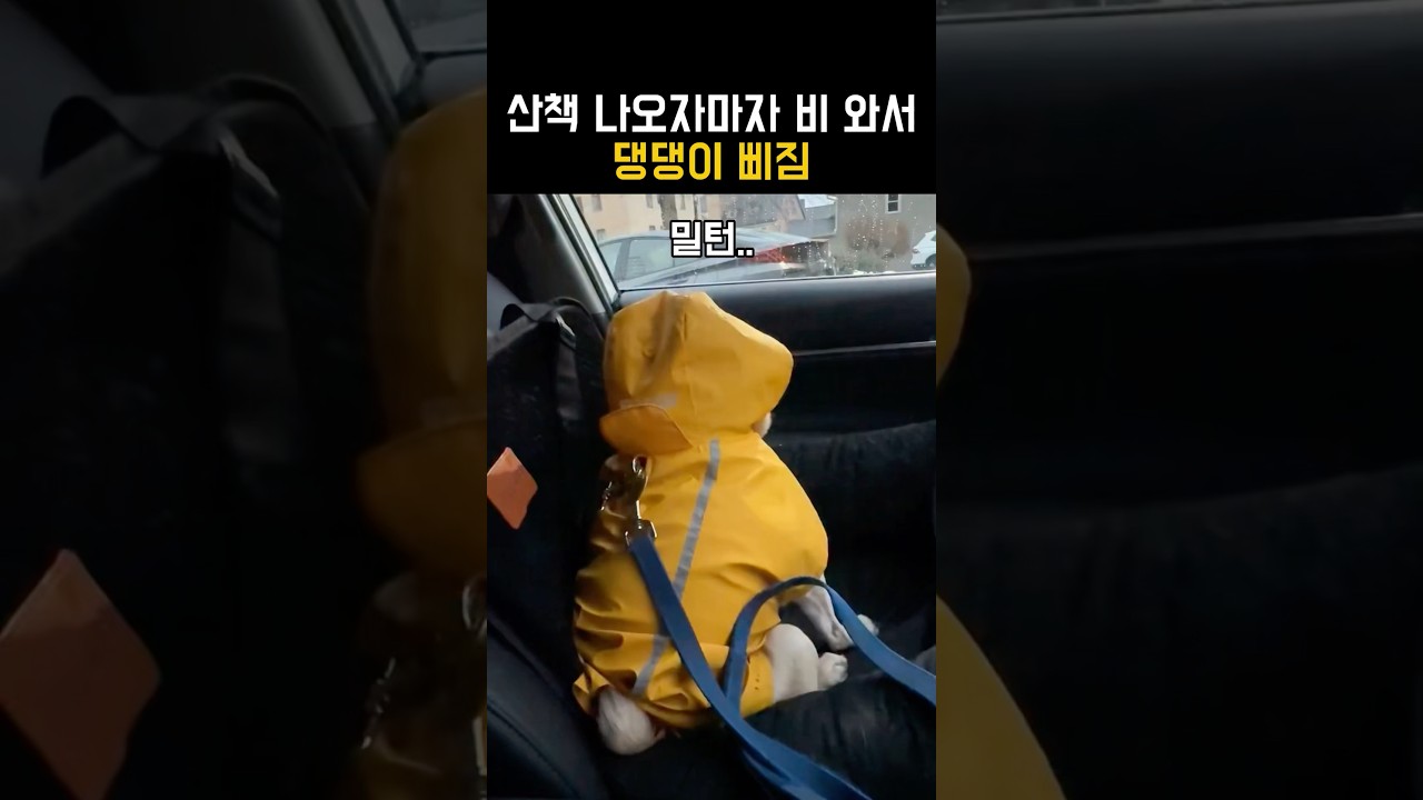 산책 나오자마자 비와서 삐진 댕댕이