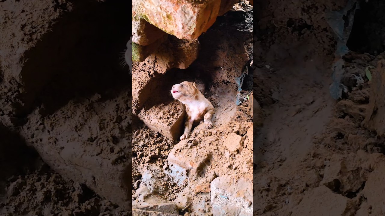Buried Puppy Rescued Alive After Heavy Rain