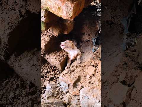 Buried Puppy Rescued Alive After Heavy Rain