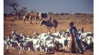 Angel 7 - Romeo Hanif