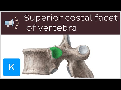 Superior costal facet of vertebra | Anatomical Terms Pronunciation by Kenhub