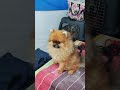इंसान कभी उनके साथ गलत कर देते हैं.. Jamshedpur Dog Show #Shorts#dailylife#dharajasani#ytshorts 😍😍