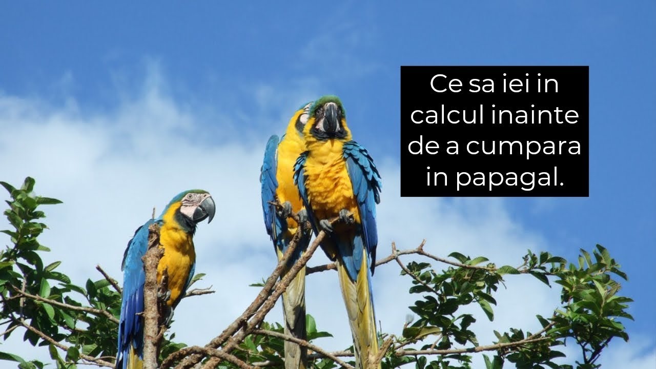 puteți pătura papiloame pastă de zinc salicilic cu paraziți și vectori