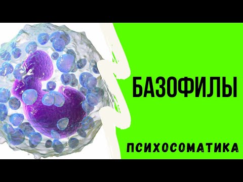 Что такое базофилы? Психосоматические конфликты связанные с базофилами