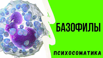 Что такое базофилы? Психосоматические конфликты связанные с базофилами