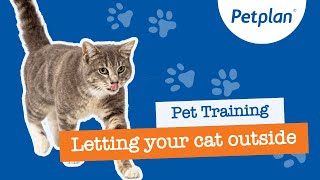 When Do you Let a Kitten Outside For the First time - Petplan