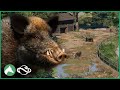 Building a wild boar habitat in the elm hill city zoo  planet zoo