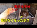 動けないメス鶏のボスに若鶏がとった行動は… 104話目