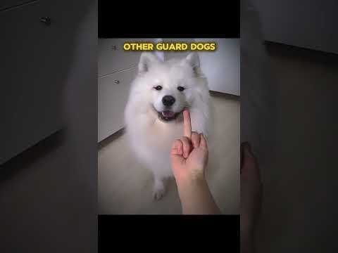 Most Dangerous Guard Dogs Edits Treanding Viral Pets Shorts 