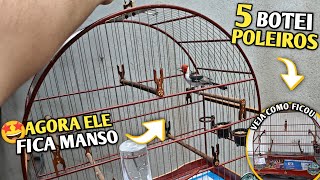 🤩 COLOQUEI O FILHOTE DE GALO DE CAMPINA NA GAIOLA ARQUEADA DE LUXO! (Agora ele amansa) 