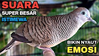 Perkutut Lokal Gacor Suara Kung Besar Pancingan Burung Perkutut Agar Bunyi.